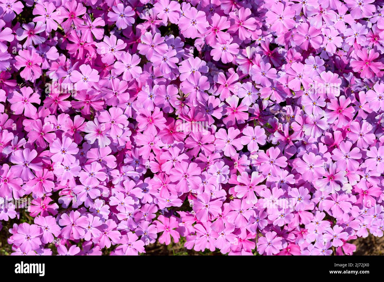 Blütenpracht aus Moosphlox, Phlox subulata als Blickfang im Garten Stockfoto