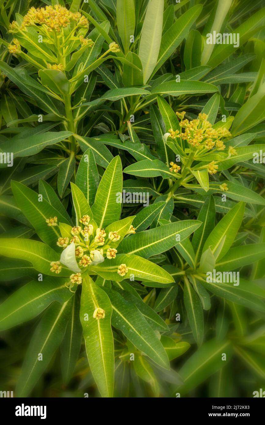 Makroaufnahme von Veronica Orientalis mit Mustern und Texturen im Frühjahr Stockfoto