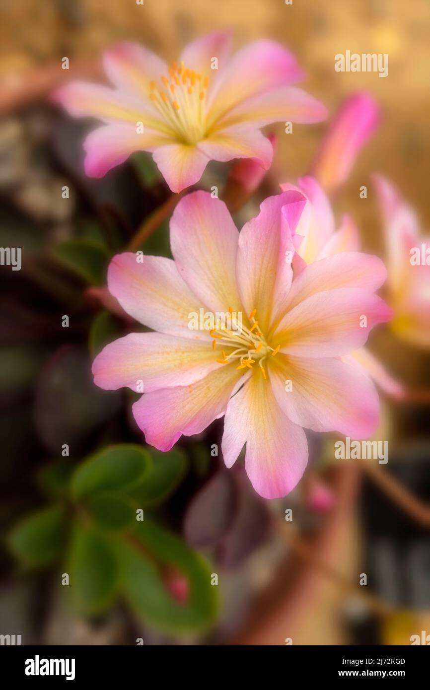 Entzückende Lewisia Tweedyi, Lewisia Tweedyi ex lemon Form, Makroblumenportrait Stockfoto