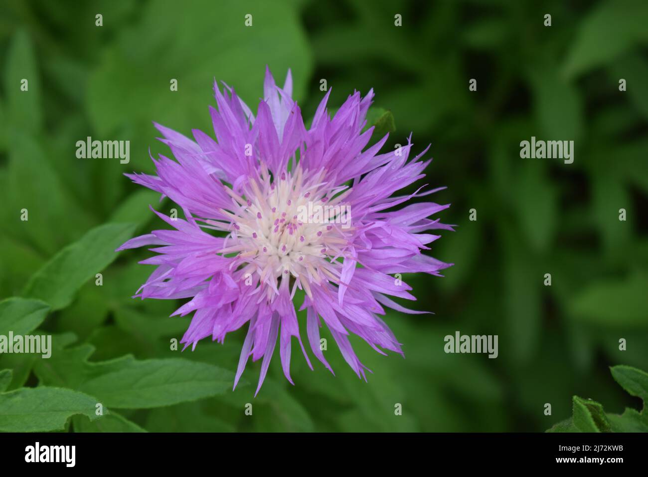 Centaurea dealbata (die persische oder weißwaschige Kornblume). Nahaufnahme wunderschöne lila Blume im Frühlingsgarten auf verschwommenem grünem Hintergrund. Selektiver Fokus Stockfoto