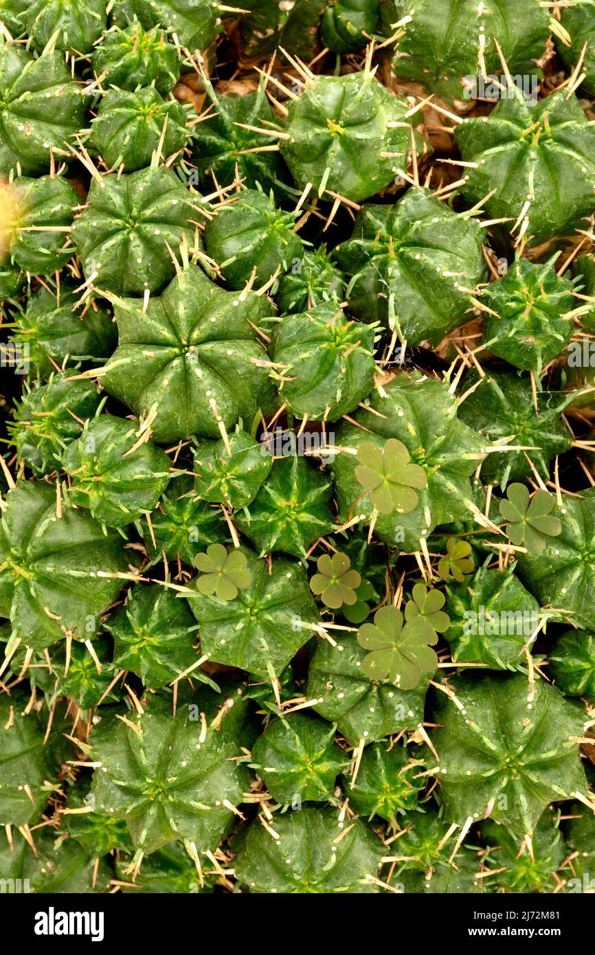 Makroportrait von der Ephorbia pulvinata, Nadelkissen-euphorbia, mit Muster, Struktur und Textur Stockfoto