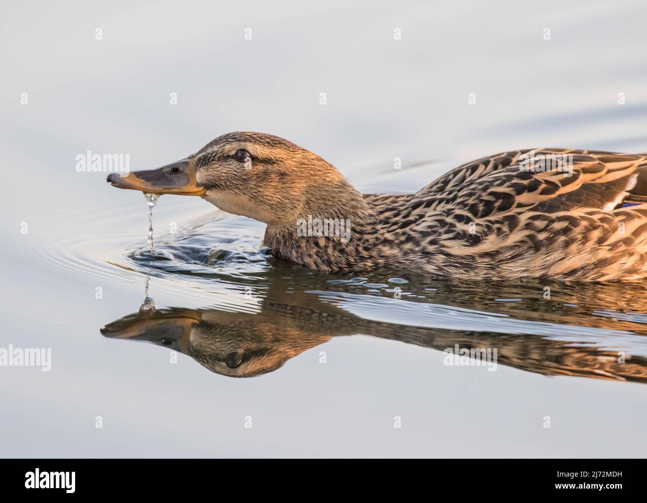 Eine Nahaufnahme einer weiblichen Mallard-Ente mit Wasser, das aus ihrem Schnabel tropft, mit einem klaren Spiegelbild Suffolk, Großbritannien. Stockfoto