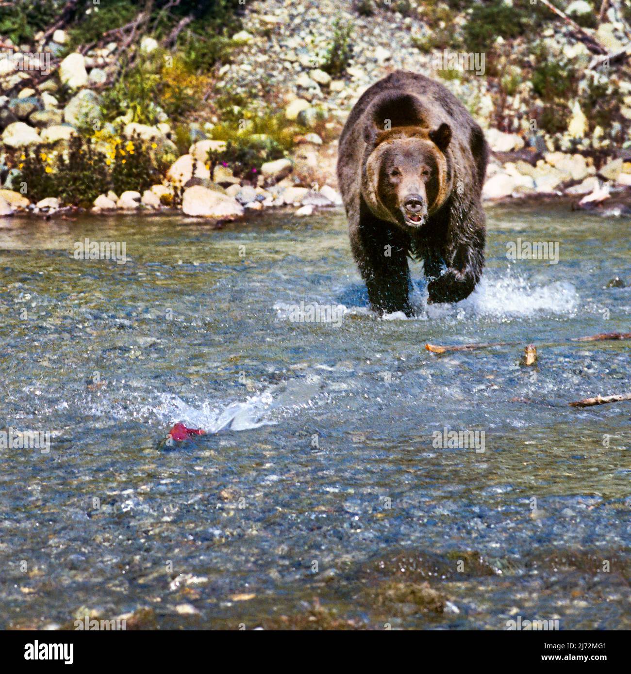 Wild Silvertip Grizzly Bear Lachs Angeln in Alaska Stockfoto