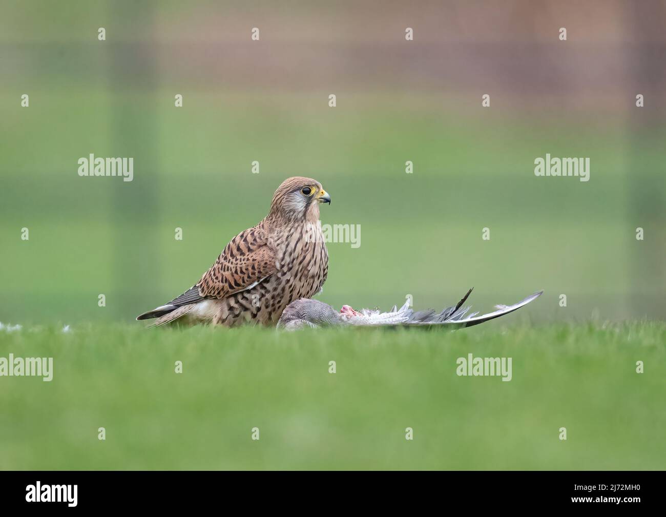 Eine Nahaufnahme eines weiblichen Kestrels, auf dem Boden mit ihrer Beute. Hintergrund löschen. Suffolk, Großbritannien Stockfoto