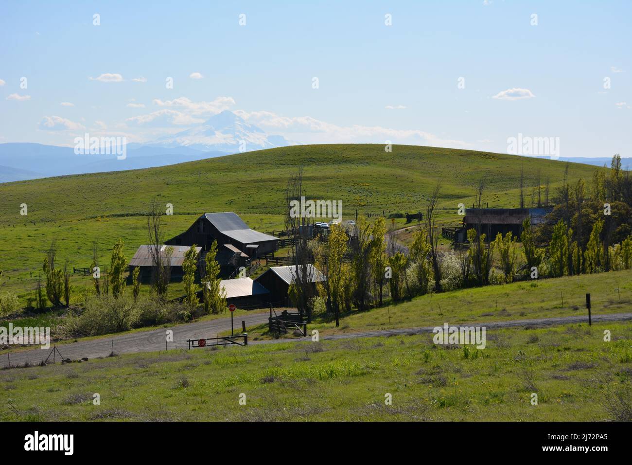 Dalles Mountain Ranch im Columbia Hills Historical State Park, mit Mt Hood im Hintergrund, Columbia Gorge, Washington State, USA. Stockfoto