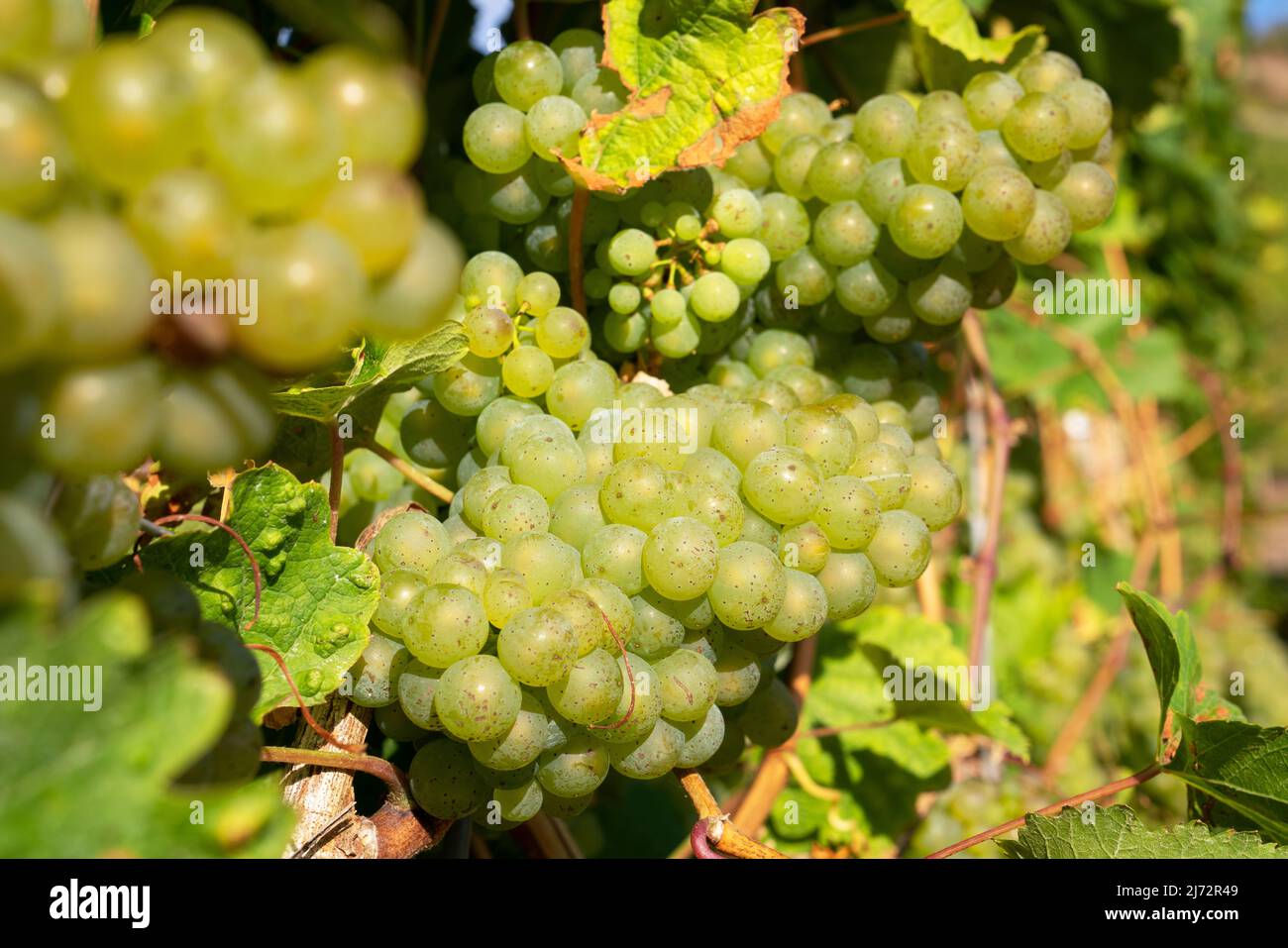 Weinrebe (Vitis vinifera), Mosel, Deutschland Stockfoto