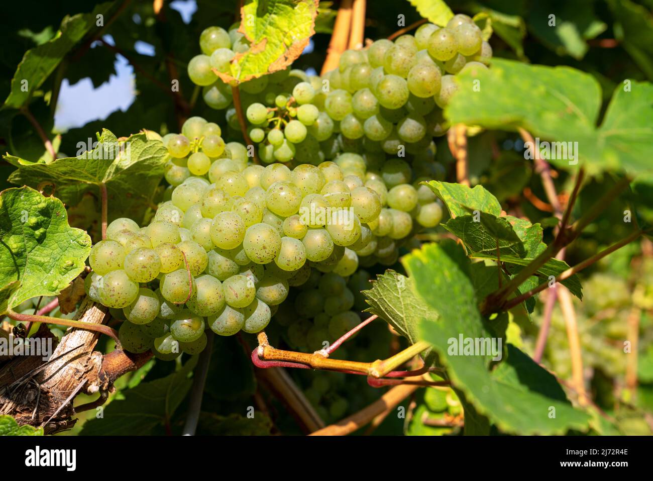 Weinrebe (Vitis vinifera), Mosel, Deutschland Stockfoto