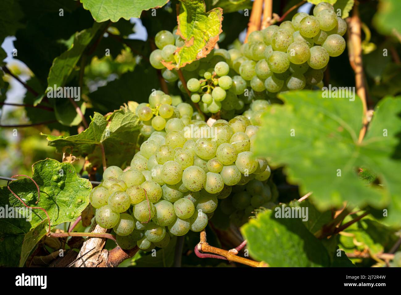 Weinrebe (Vitis vinifera), Mosel, Deutschland Stockfoto