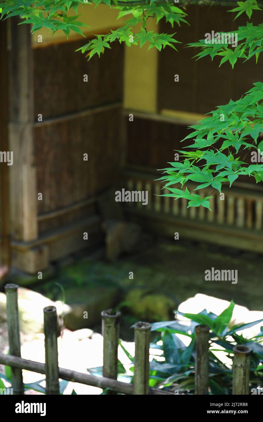 Frische grüne Ahornblätter im Hinterhof eines alten japanischen Hauses Stockfoto