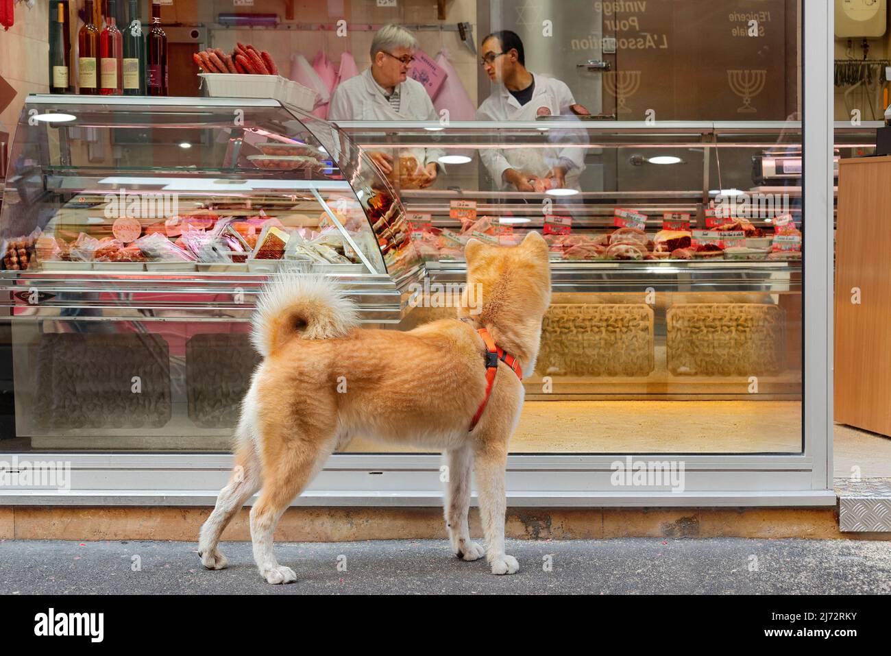 Ein japanischer Shiba Inu-Hund, der vor der Boucherie Norbert à l’Oranaise, einem koscheren Fleischmarkt in der Rue des Écouffes im Marais, saliviert. Stockfoto
