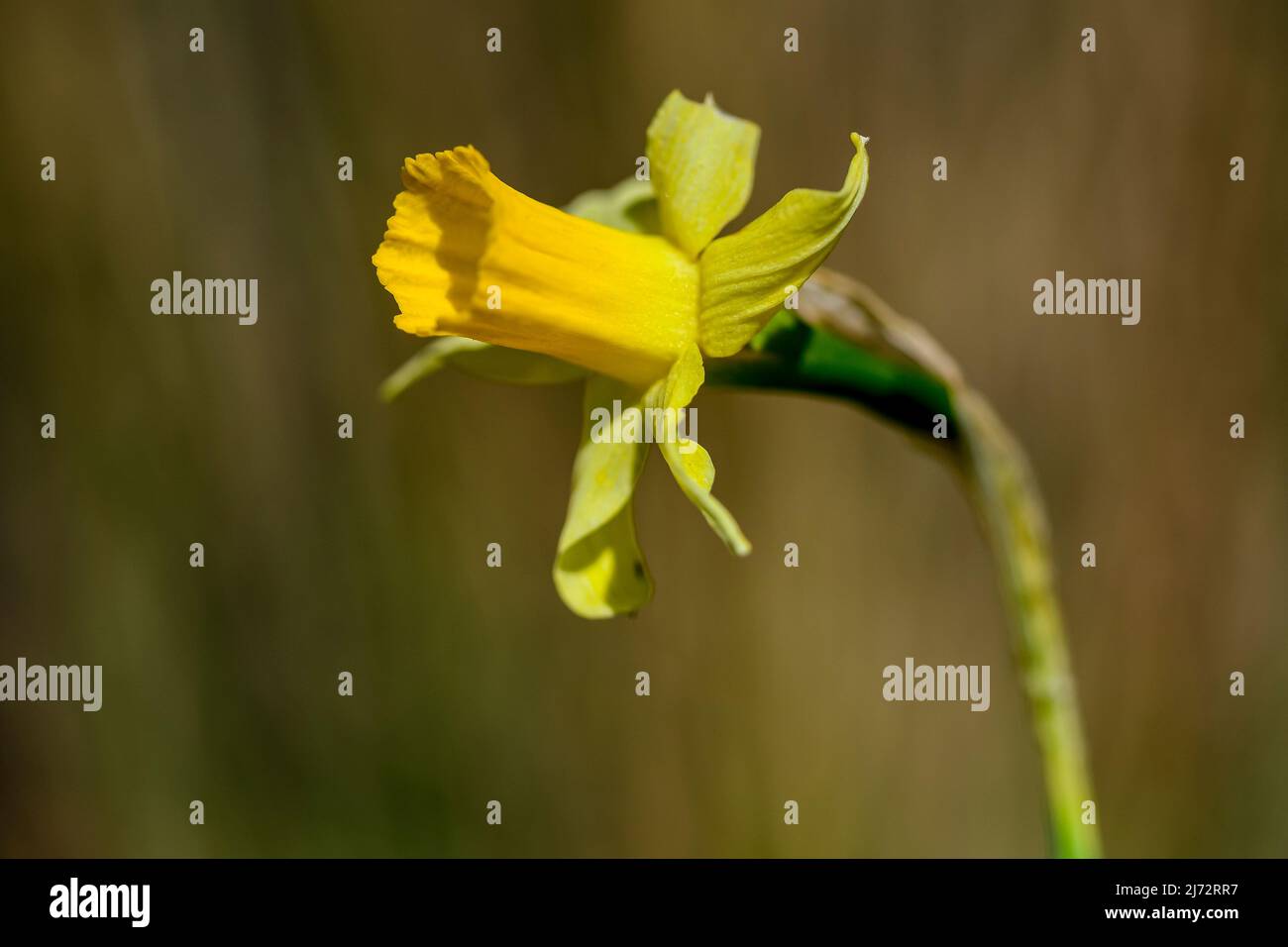 Narcissus nevadensis - Internationaler Tag der Umwelt. Stockfoto