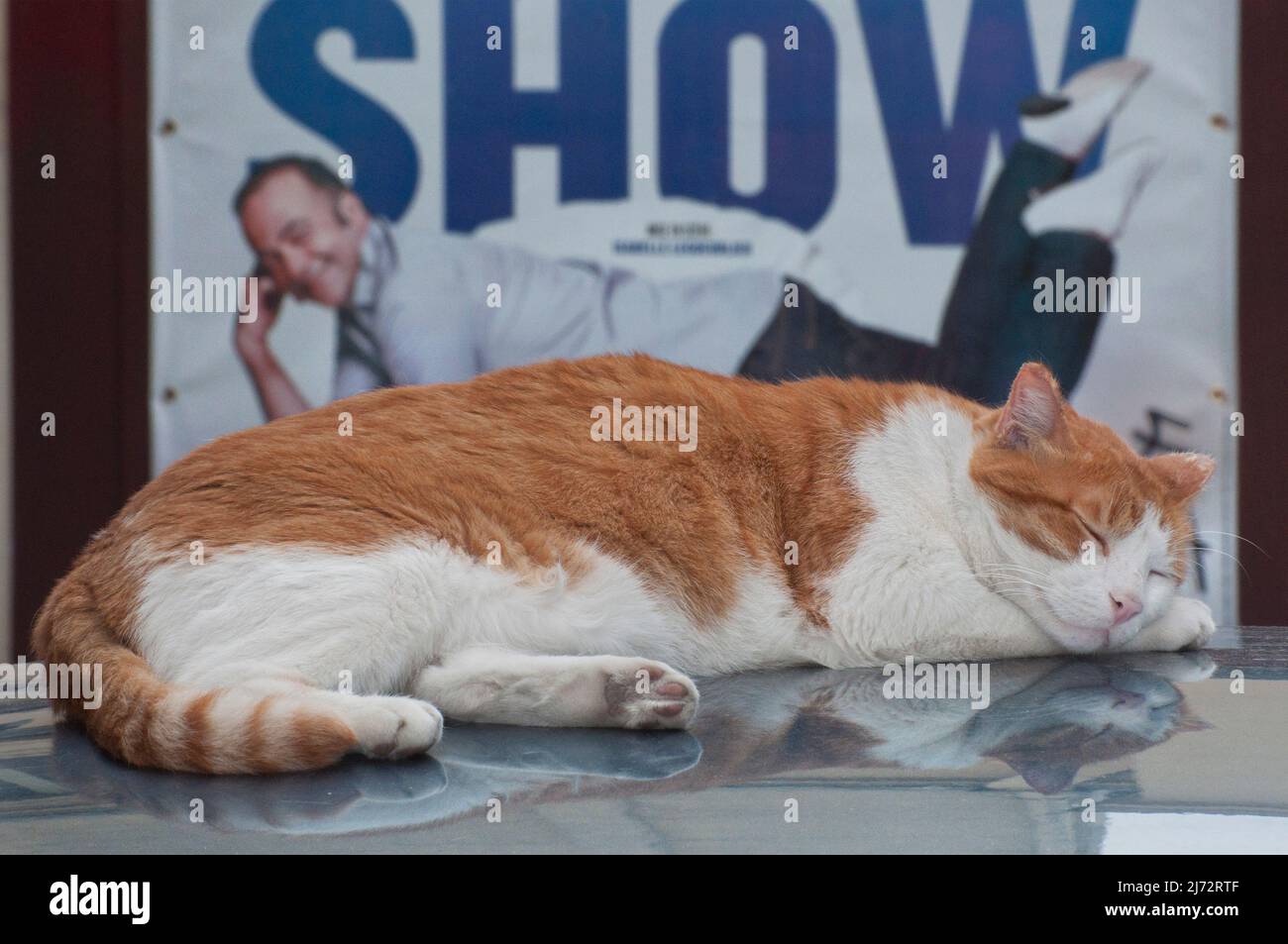 Die Katze auf einem Auto vor der Baguette du Marais in der Rue Sainte-Croix-de-la-Bretonnerie. Stockfoto