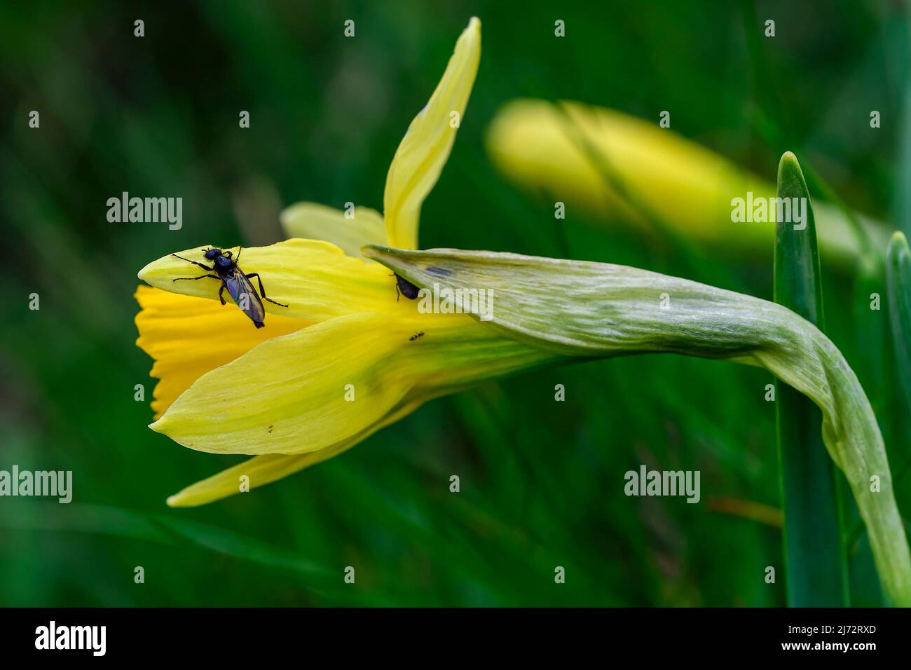 Narcissus nevadensis - Internationaler Tag der Umwelt. Stockfoto