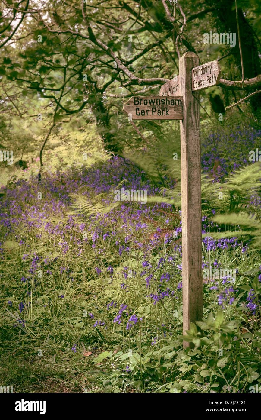 Ein spektakulärer Teppich aus einheimischen blubells in Becklands Woods Anfang Mai. Die Wälder liegen auf einem abgelegenen Abschnitt des South West Coast Path in North De Stockfoto