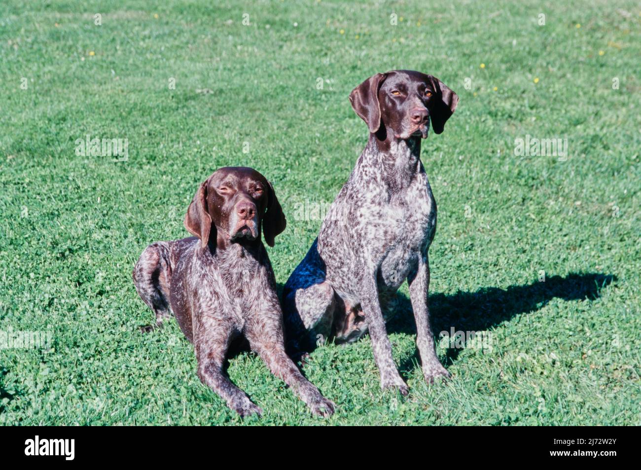 Zwei kurzhaarige deutsche Zeiger liegen im Gras Stockfoto