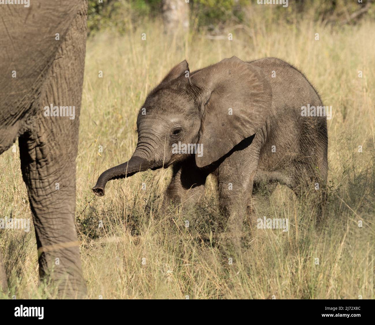 Afrikanischer Elefantenbaby nach Mama in Balule Reserve, Olifants West, Greater Kruger, Südafrika. Stockfoto
