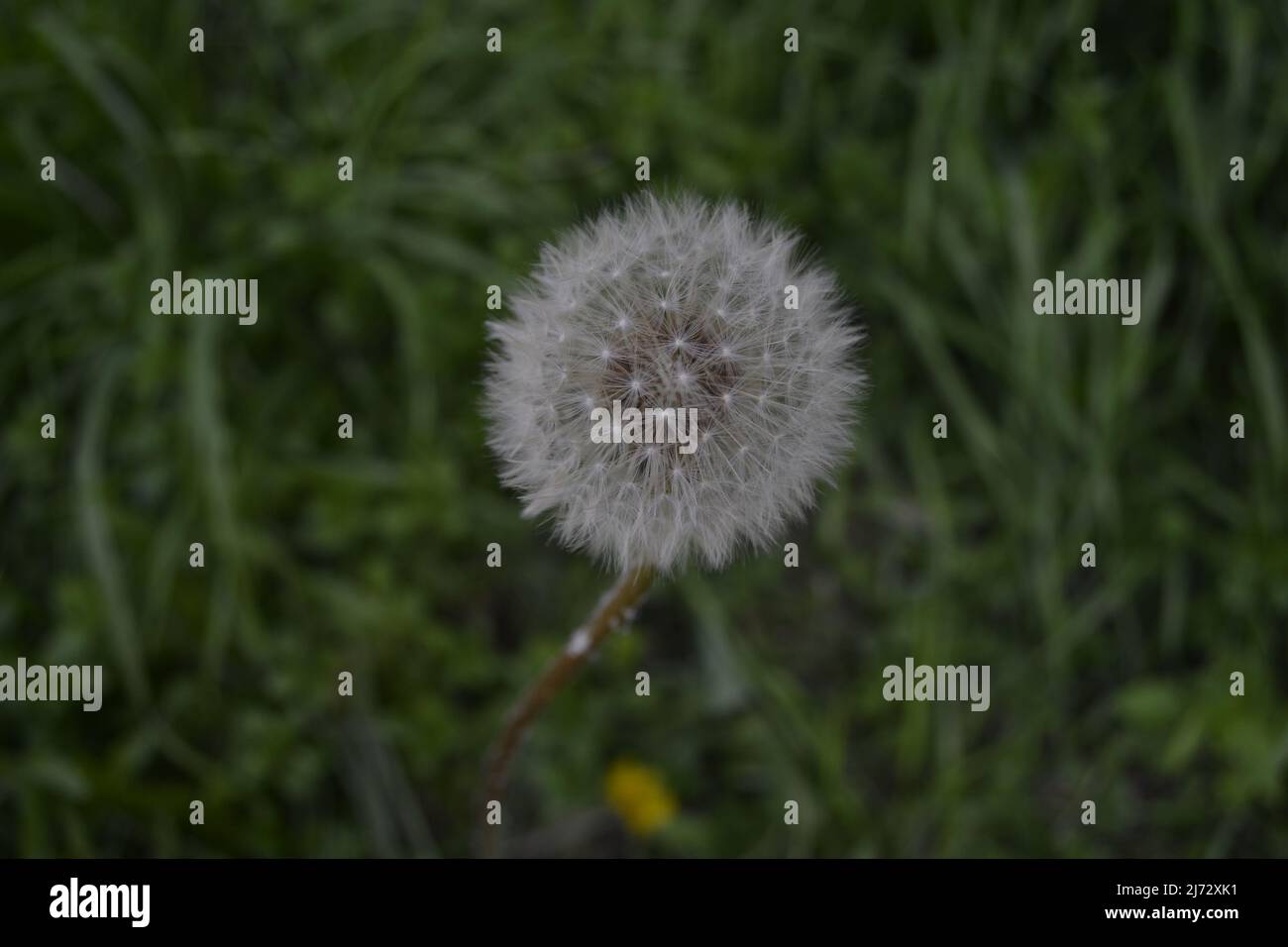 Diente de León Stockfoto