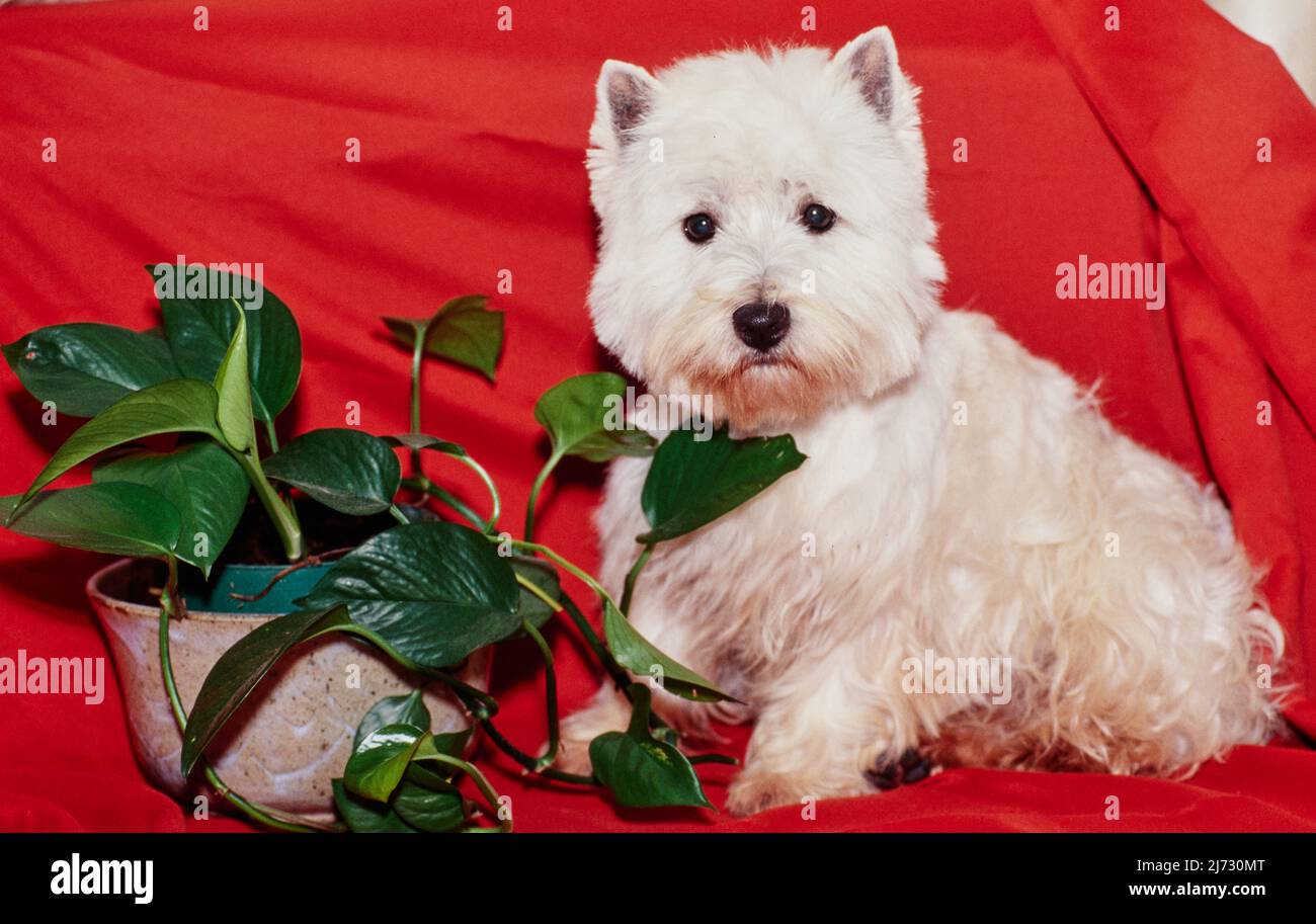 West Highland White Terrier mit Pflanze auf roter Decke Stockfoto
