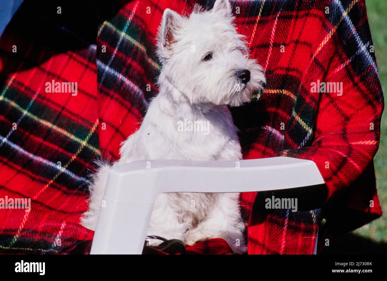 West Highland White Terrier auf roter karierte Decke auf Stuhl Stockfoto