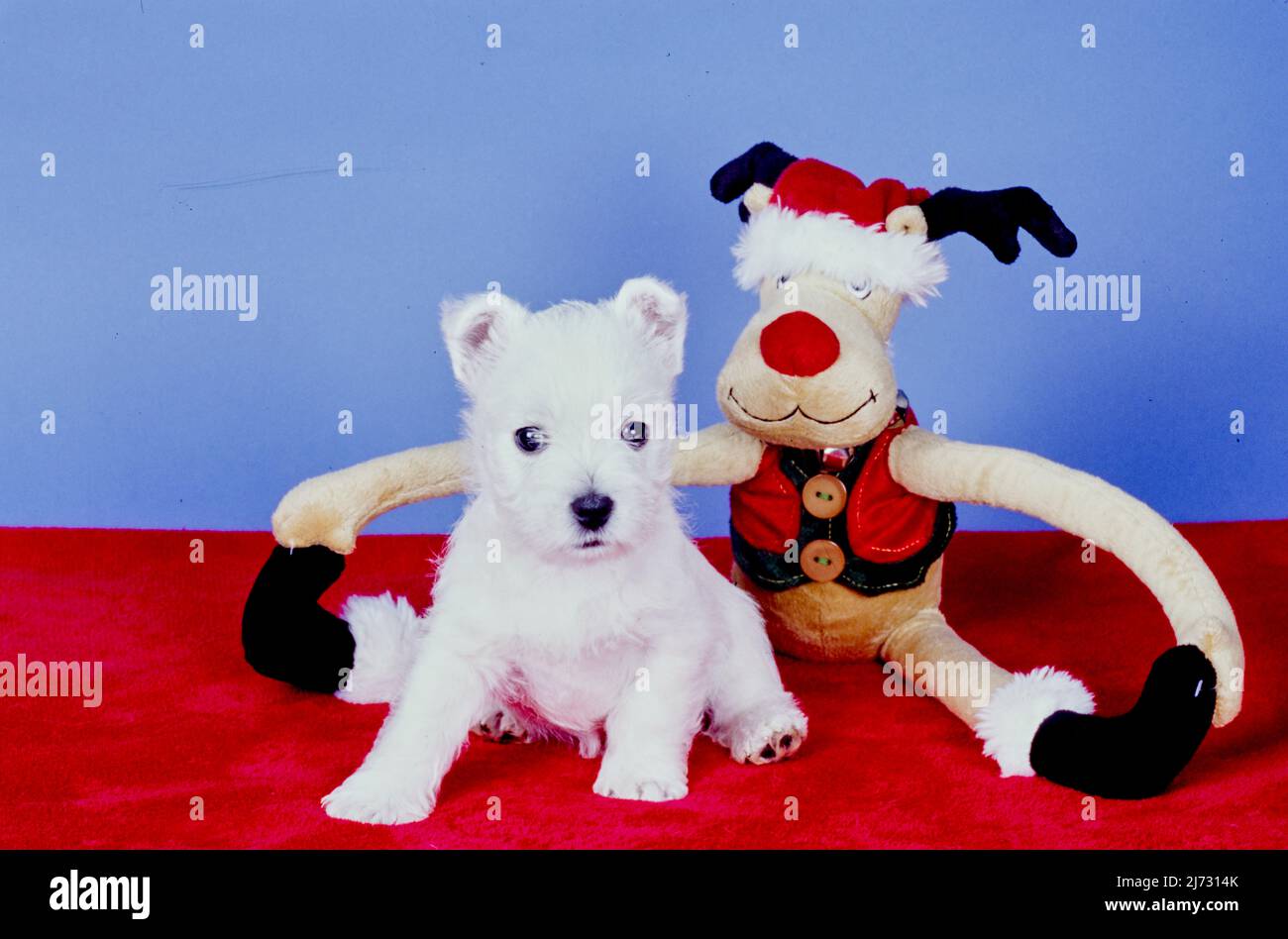West Highland White Terrier Welpe auf roter Decke mit Rentierspielzeug vor blauem Hintergrund Stockfoto