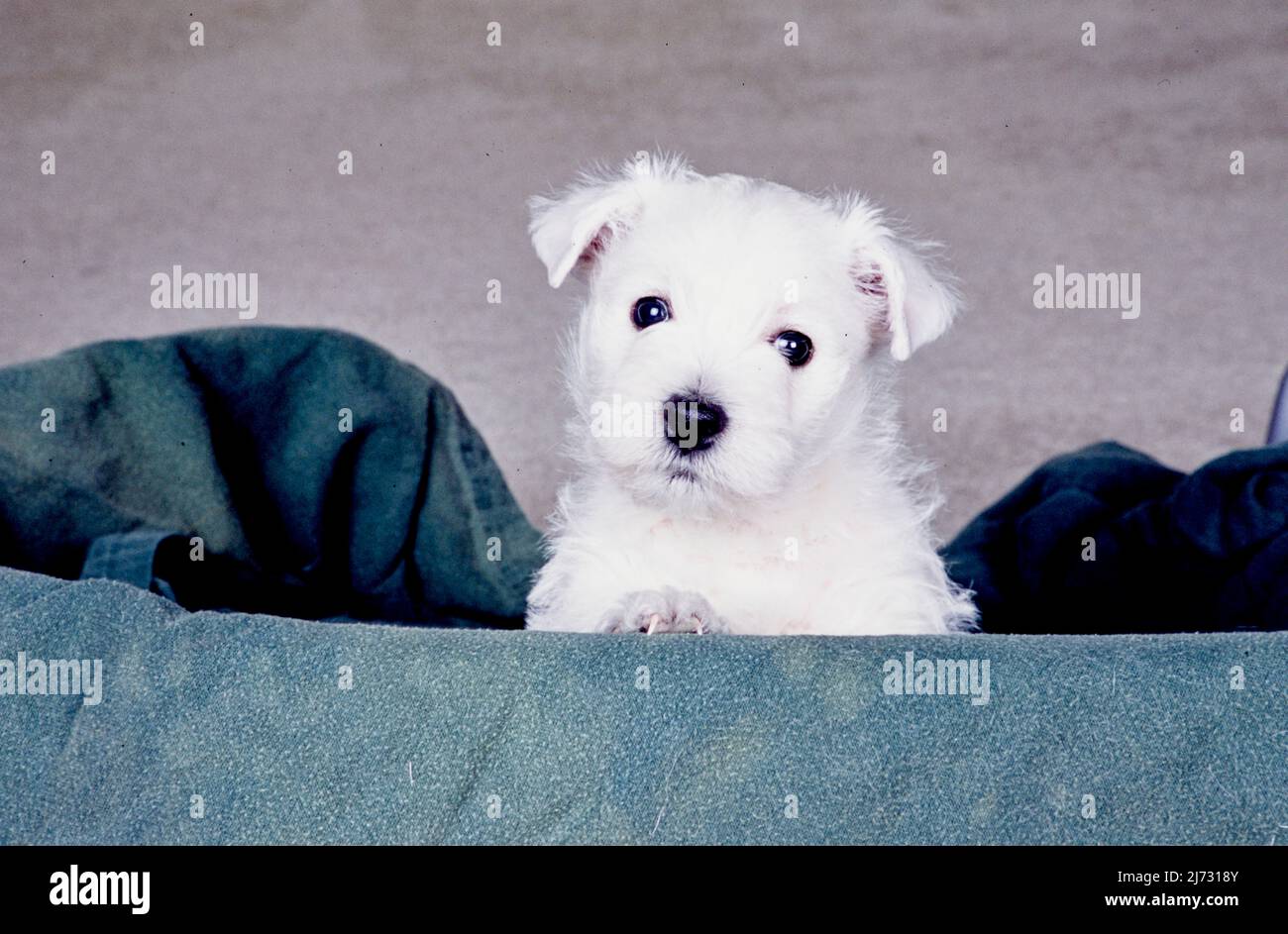 West Highland White Terrier Welpe auf grüner Decke Stockfoto