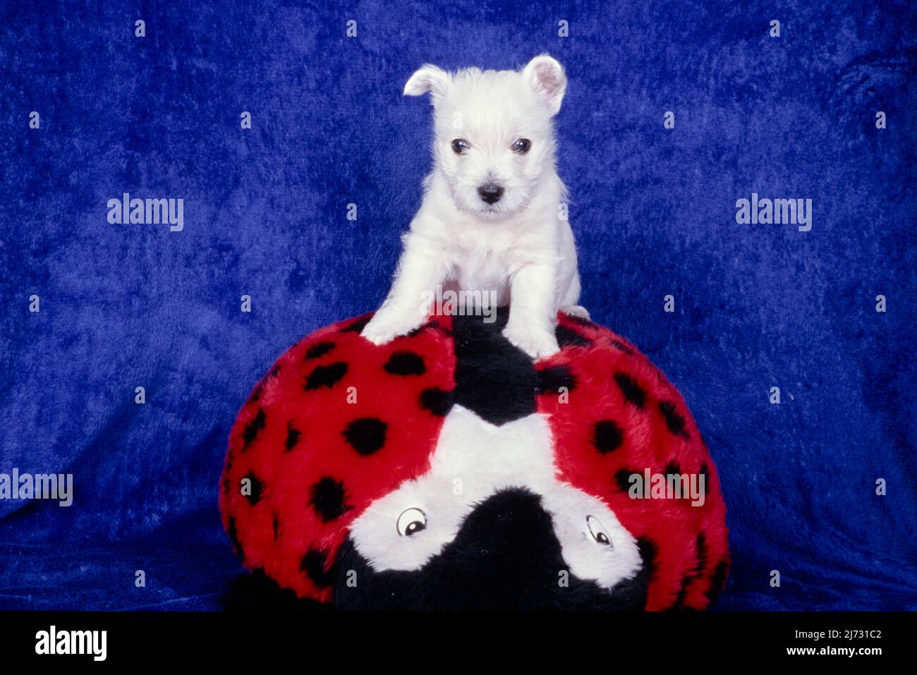 West Highland White Terrier Welpe auf Marienkäfer Spielzeug vor der blauen Decke Hintergrund Stockfoto