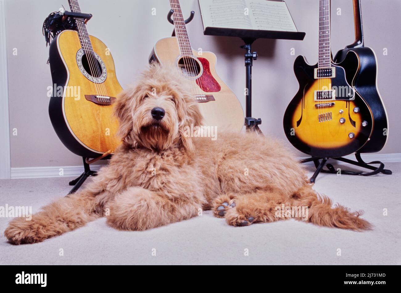 Goldendoodle Hund liegt auf dem Boden vor Gitarren Stockfoto