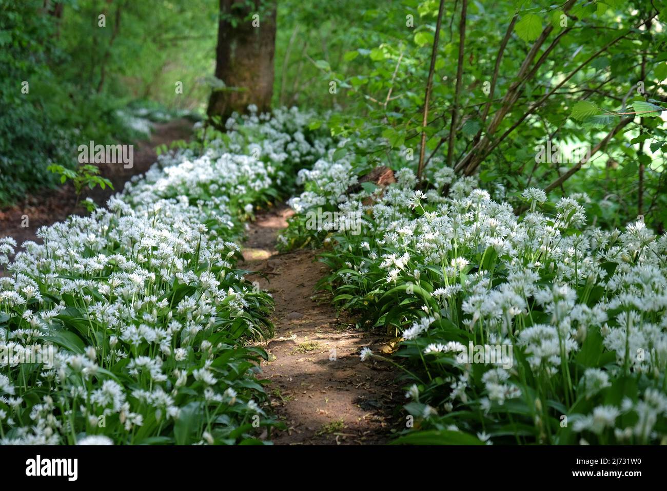 Die zierlichen weißen Blüten des wilden Knoblauchs blühen. Stockfoto