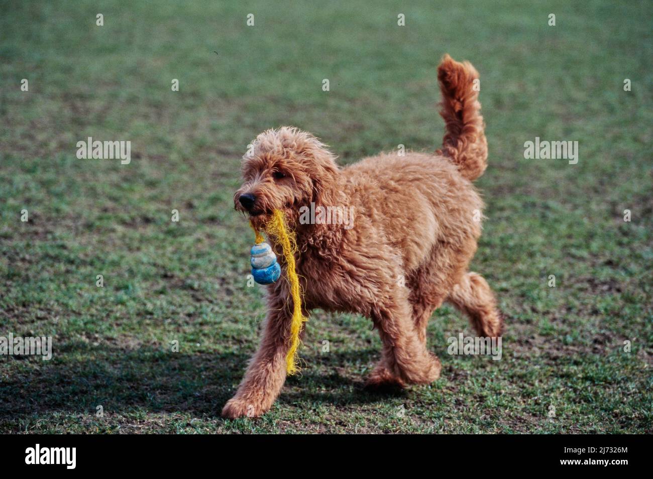 Goldendoodle draußen auf Gras mit Seil Spielzeug im Mund Stockfoto