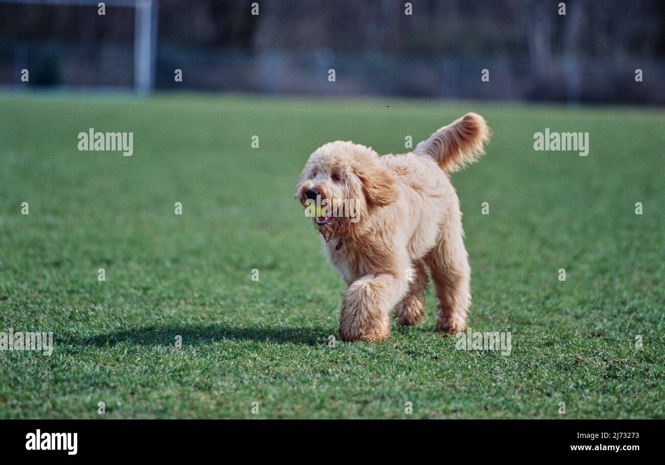 Goldendoodle draußen auf Gras mit Tennisball im Mund Stockfoto