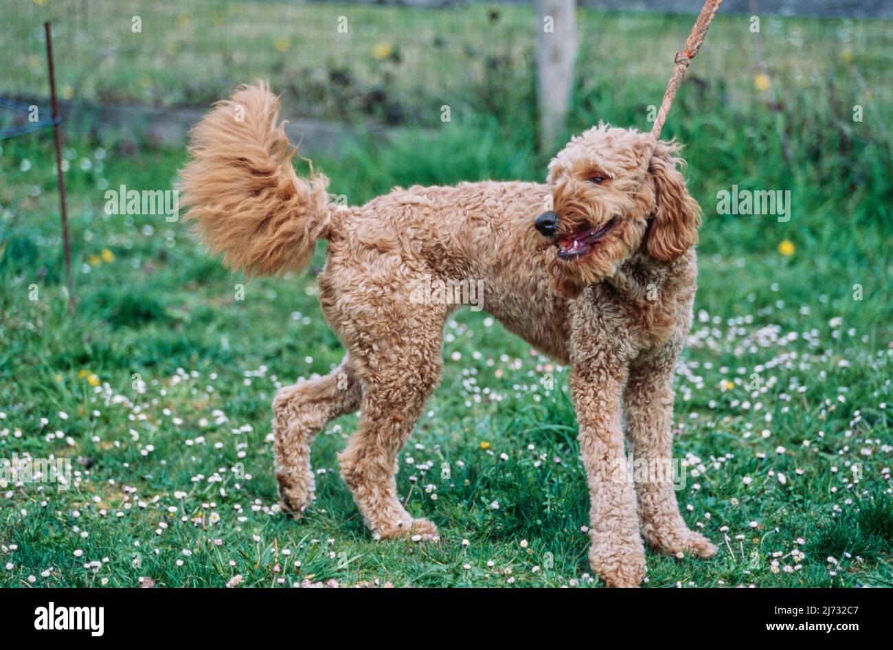 Goldendoodle steht im Gras mit Seilspielzeug im Mund Stockfoto