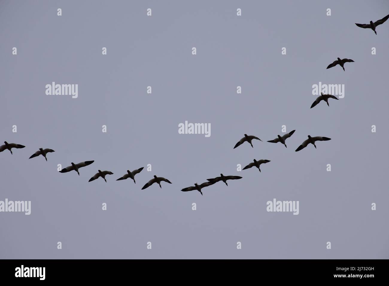 Im Februar 2022 wurde eine große Anzahl von Wandergänsen in einer V-Formation über dem Sauvie Island Wildlife Area in der Nähe von Portland, Oregon, geflogen. Stockfoto