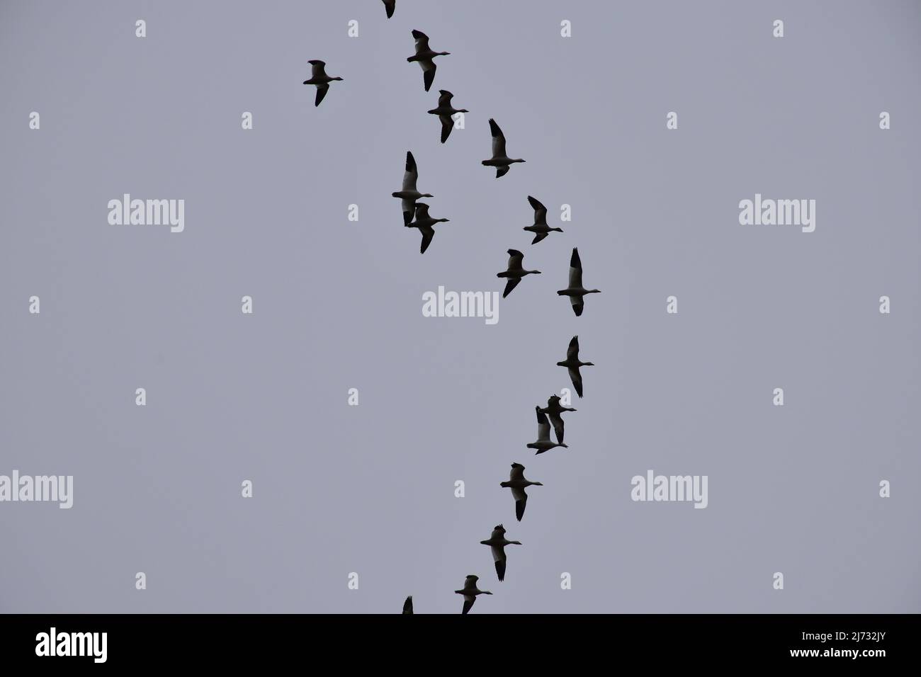 Im Februar 2022 wurde eine große Anzahl von Wandergänsen in einer V-Formation über dem Sauvie Island Wildlife Area in der Nähe von Portland, Oregon, geflogen. Stockfoto
