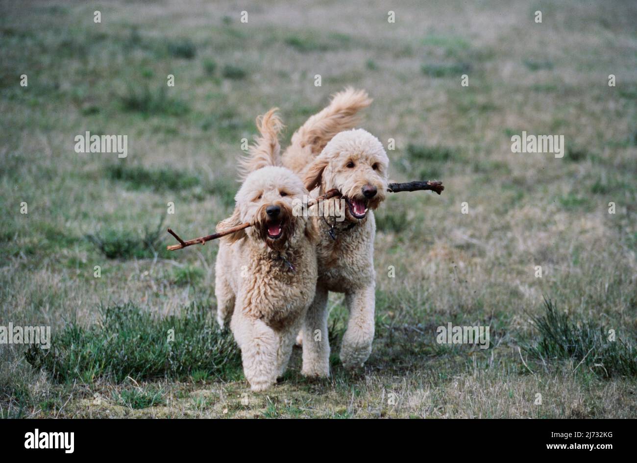 Zwei Goldendoodles, die mit einem großen Stock im Feld spielen Stockfoto