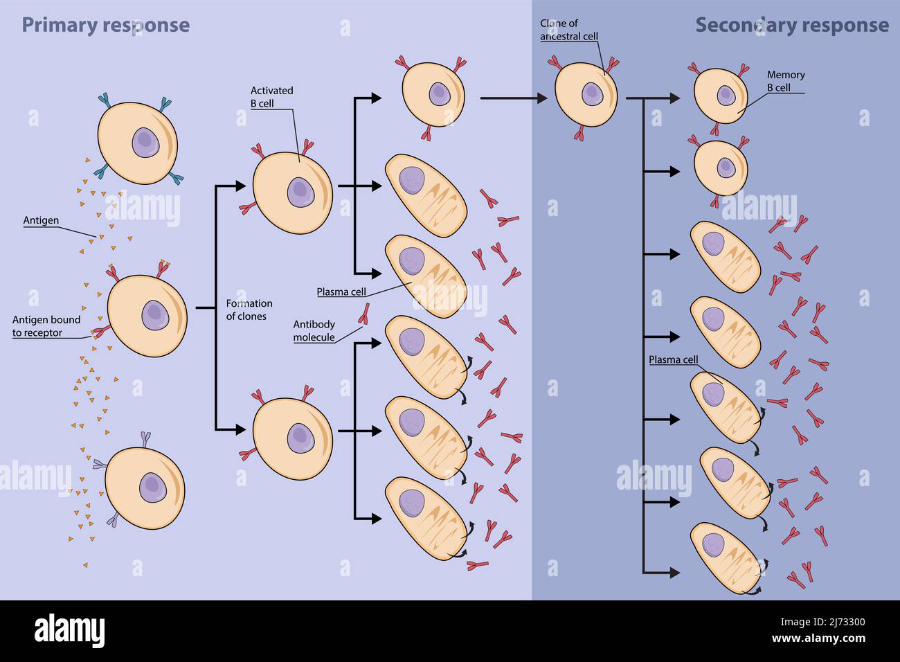 Klonale Auswahl von B-Zellen. Immunantwort der primären B-Zellen mit Produktion von antikörpersezernierenden Plasmazellen und Speicher-B-Zellen. Sekundäre Reaktion. Stock Vektor