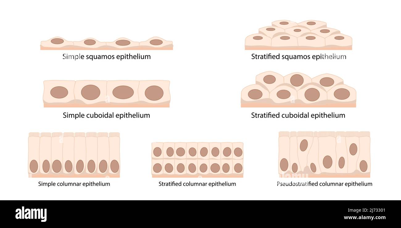 Epithelgewebezellen: Plattenepithelzellen (abgeflacht, dünn), kuboidal (kastig, so breit wie groß), säulenförmig (rechteckig), pseudostratifiziert. Stock Vektor