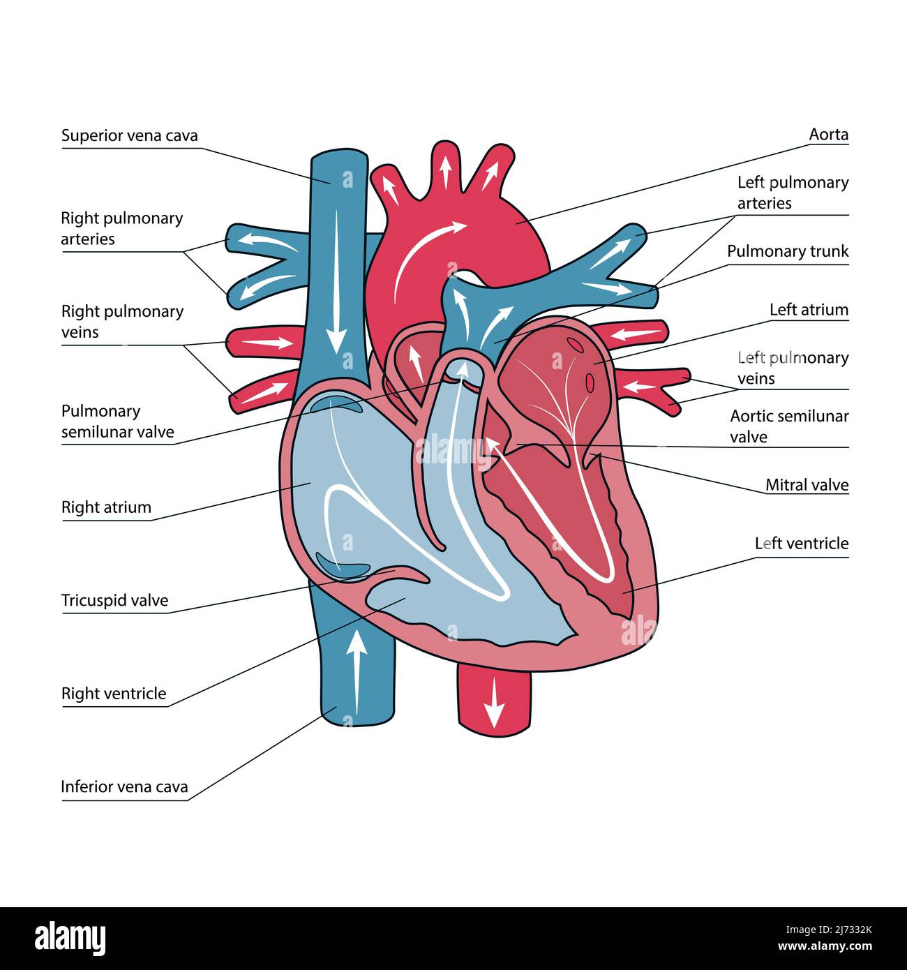 Anatomisches Schema des menschlichen Herzens, Blutflussrichtungen Stock Vektor