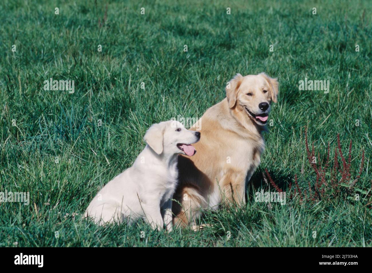 Golden Retriever Welpe und Erwachsener im Feld Stockfoto