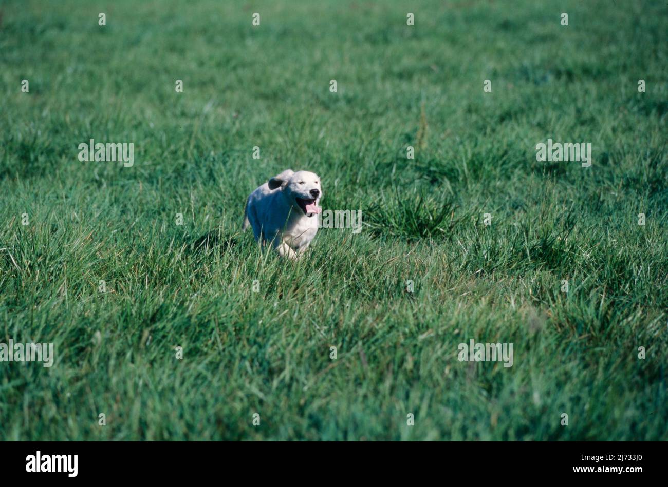 Golden Retriever Welpen im Feld Stockfoto