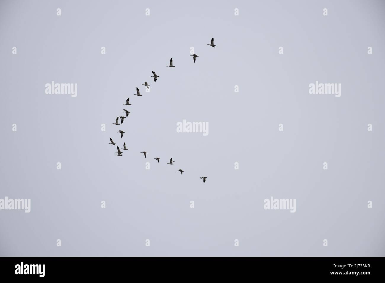 Im Februar 2022 wurde eine große Anzahl von Wandergänsen in einer V-Formation über dem Sauvie Island Wildlife Area in der Nähe von Portland, Oregon, geflogen. Stockfoto