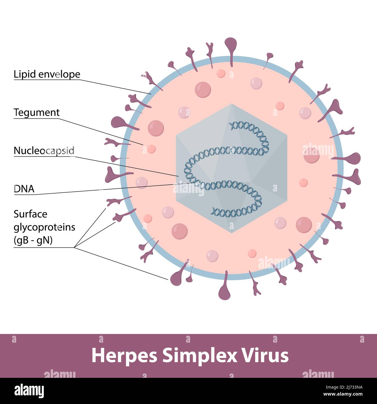 Herpes-simplex-Virus. Detailliertes Schema der Virion Stock Vektor