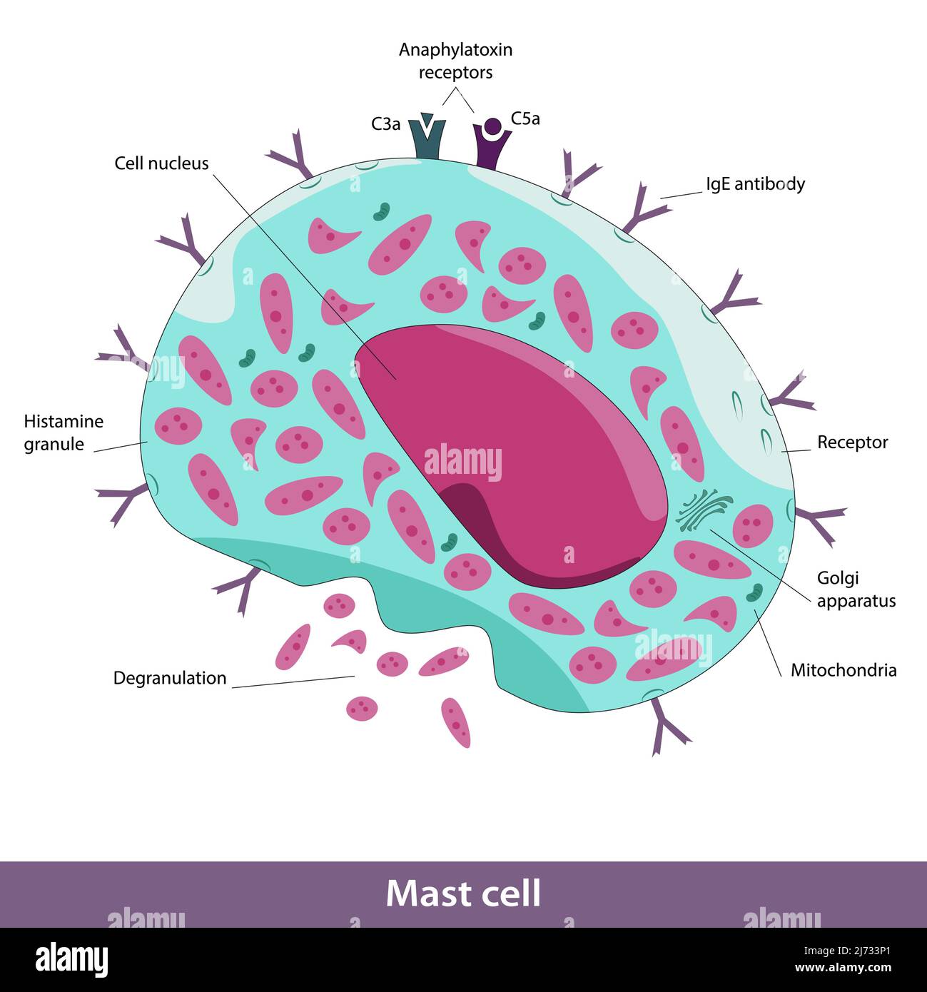 Aufbau der Mastzelle. Vektorbild von Zellelementen, einschließlich Golgi-Apparaten, Mitochondrien und anderen Organellen. Stock Vektor