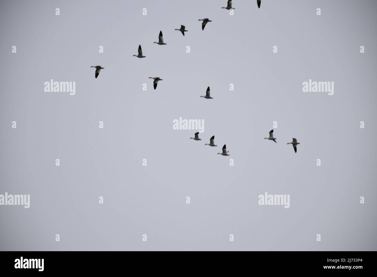 Im Februar 2022 wurde eine große Anzahl von Wandergänsen in einer V-Formation über dem Sauvie Island Wildlife Area in der Nähe von Portland, Oregon, geflogen. Stockfoto