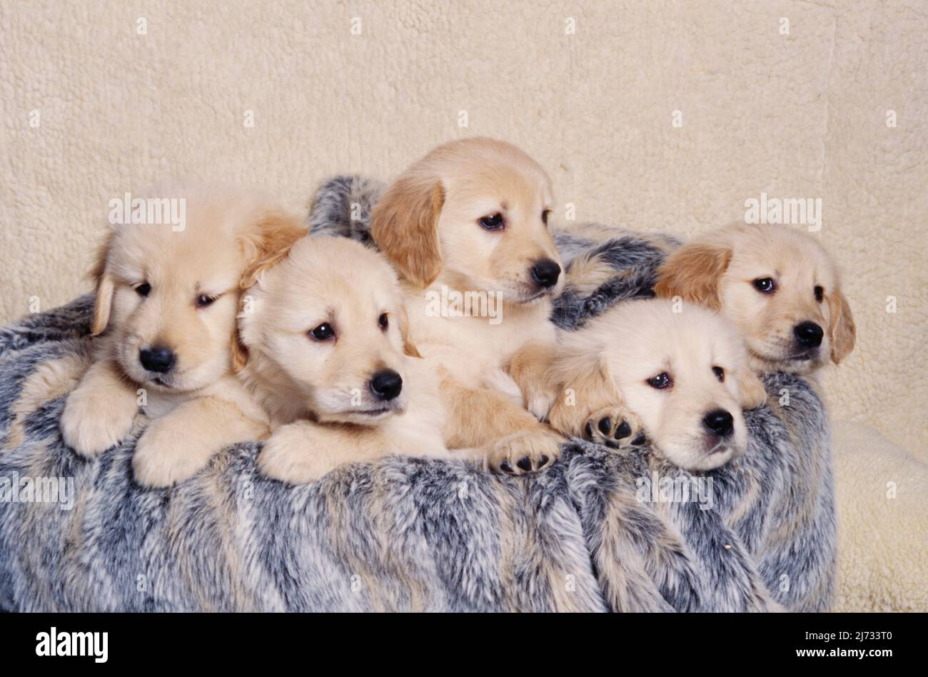 Golden Retriever Welpen in Decke Stockfoto