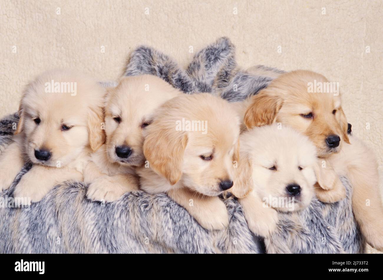 Golden Retriever Welpen in Decke Stockfoto