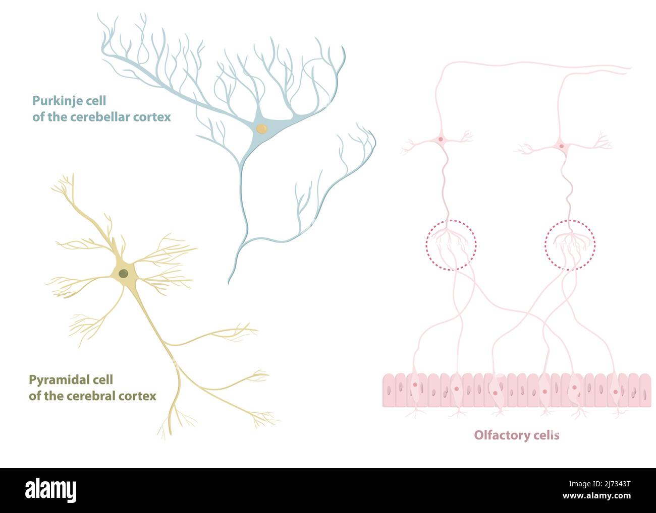 Arten von Neuronen: Pyramidenzellen aus der Großhirnrinde, Purkinje-Zellen aus der Großhirnrinde, olfaktorische Zellen aus dem olfaktorischen Epithel Stock Vektor