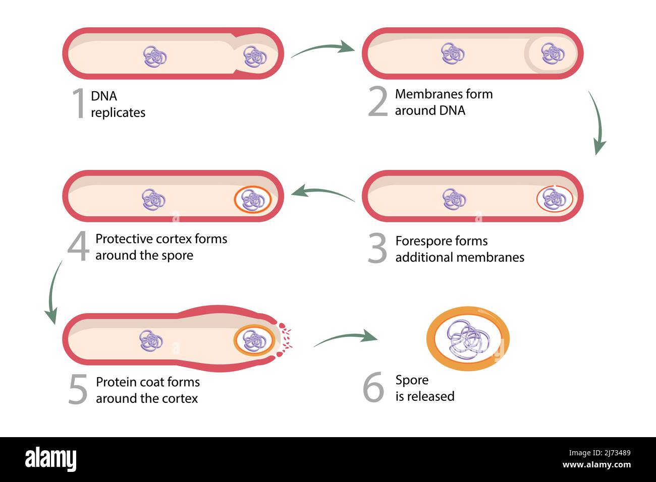 Sporulation: Vegetative Zellen wandeln sich in Endosporen um. Endospor wird nach dem Zerfall der Mutterzelle freigesetzt, was die Sporulation vervollständigt. Stock Vektor