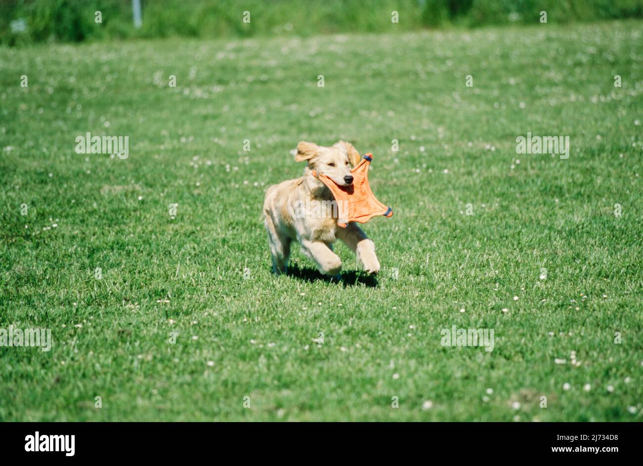 Golden Retriever läuft im Feld mit Spielzeug Stockfoto