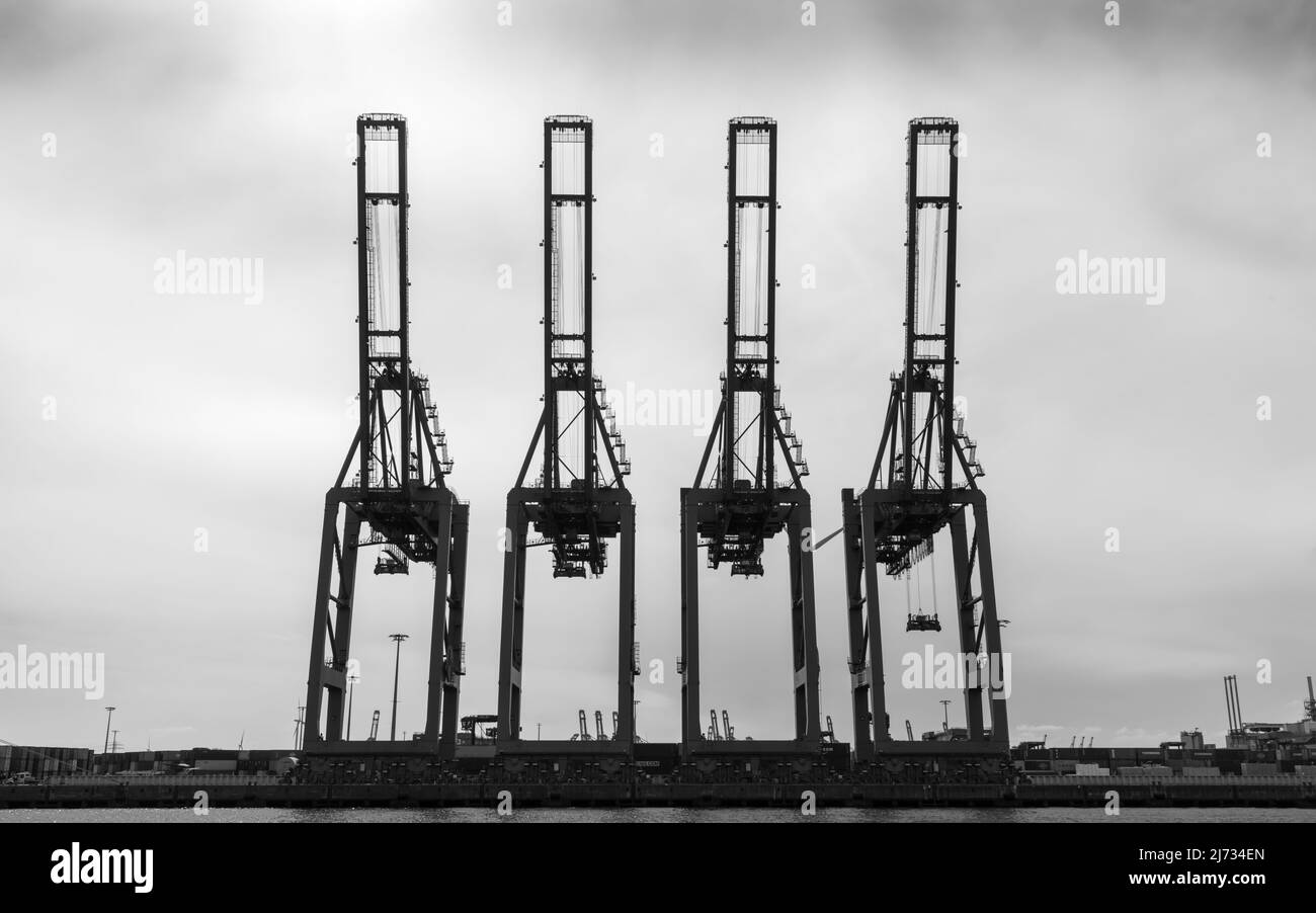 Vier Hafenkrane im Hamburger Hafen Stockfoto