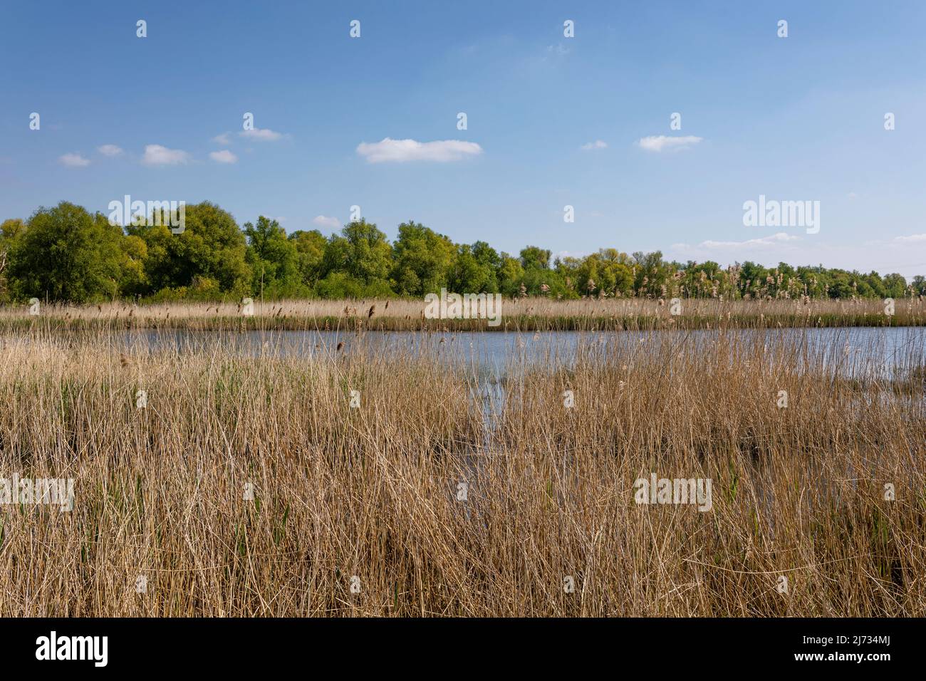 Landschaft mit Moor und Moor im Naturpark Oostvaarderplassen in den Niederlanden Stockfoto